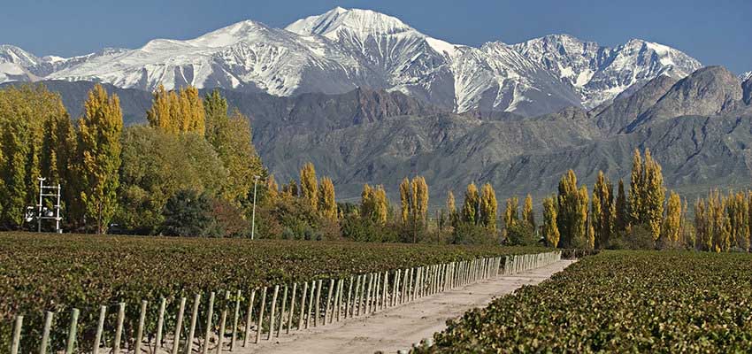 Argentina Wine Region