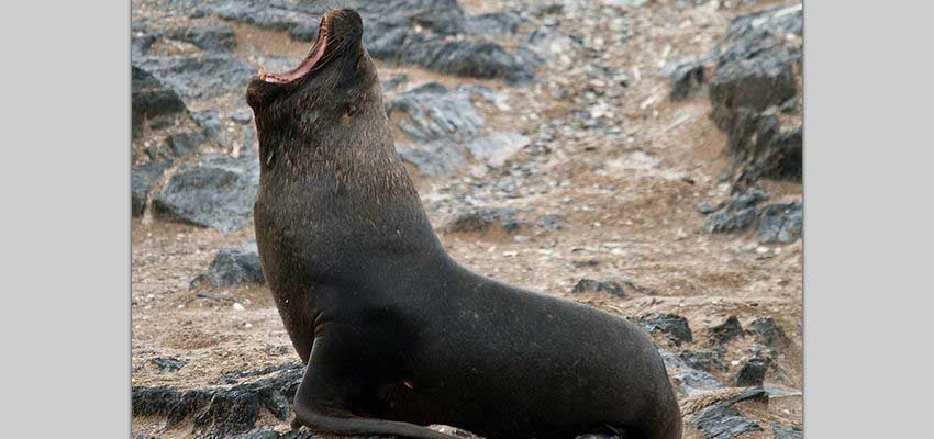 Seals and sea lions, Beagle Channel, Ushuaia, Argentina 2198744